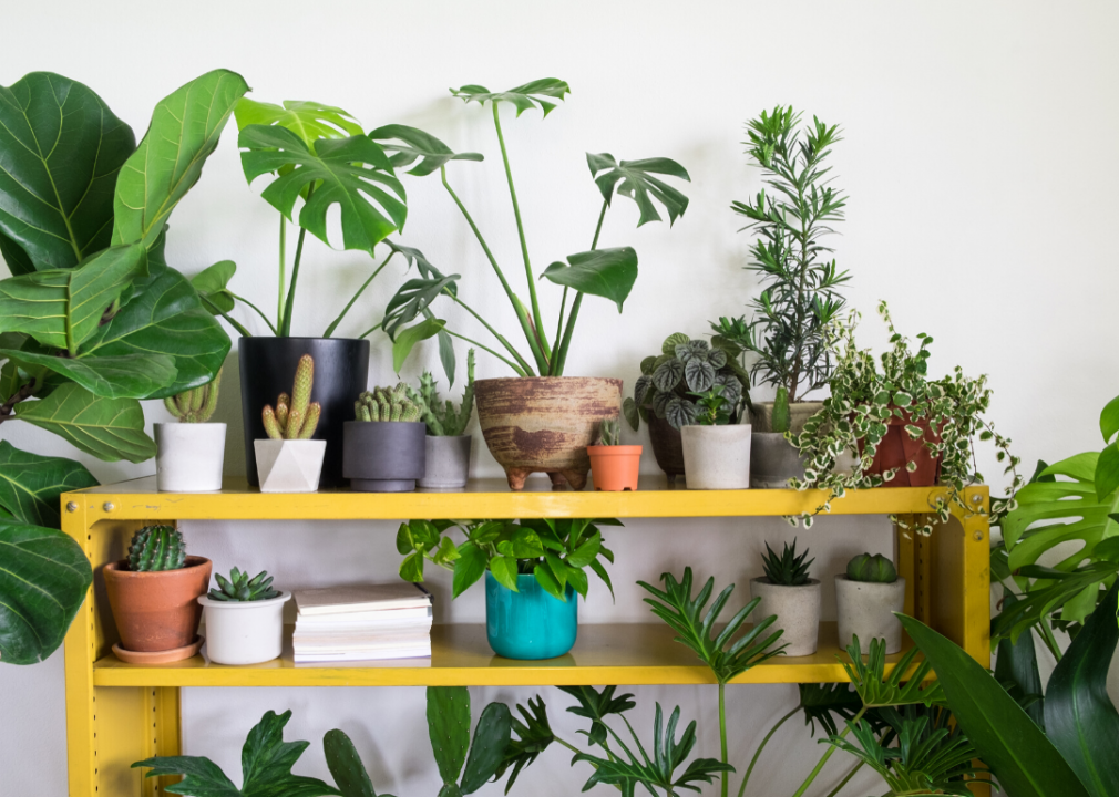 Keep your plants together